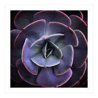 DARKSIDE OF SUCCULENTS VII (Print Only)