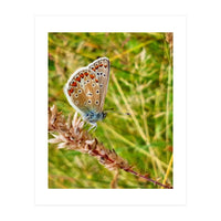 Butterfly in the meadow (Print Only)