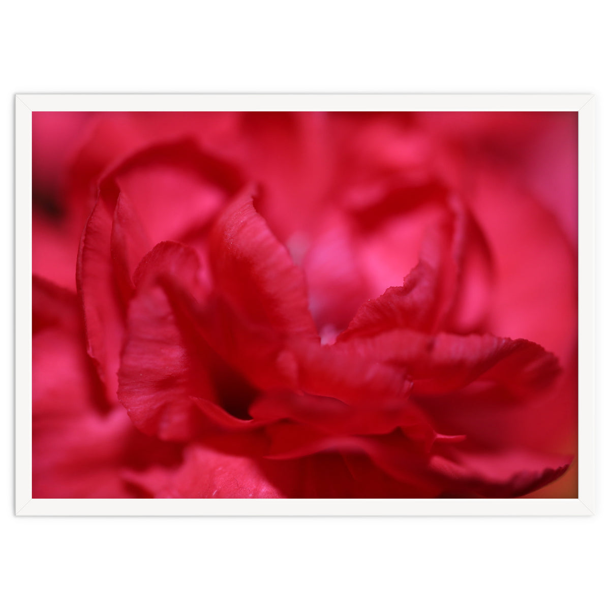 Red Peony