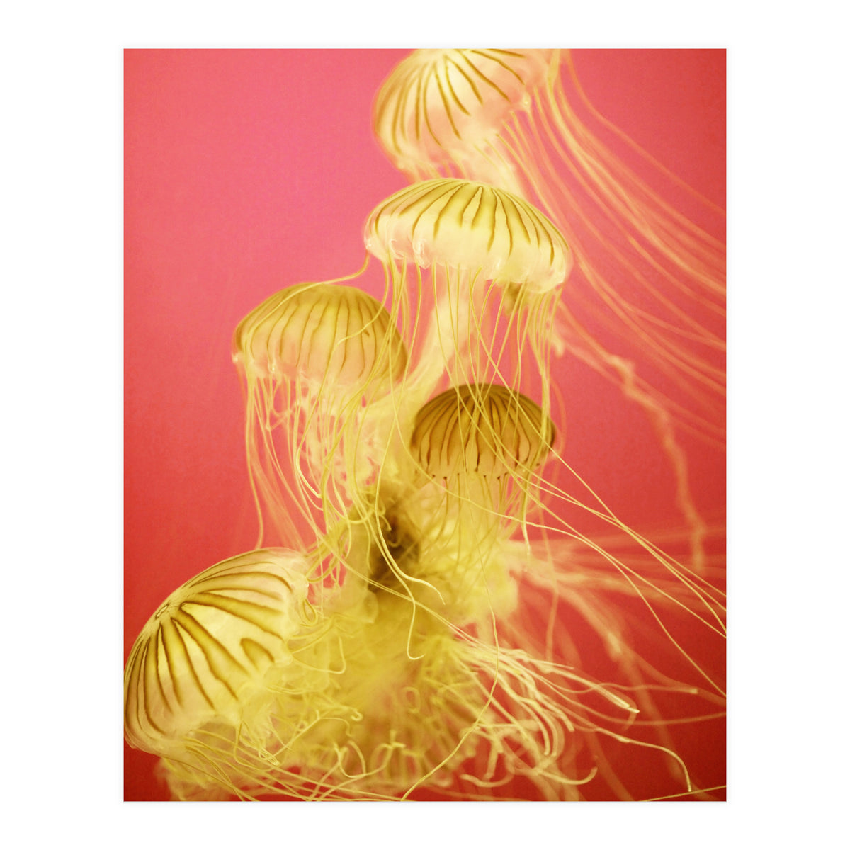 Jelly #7  (Print Only)