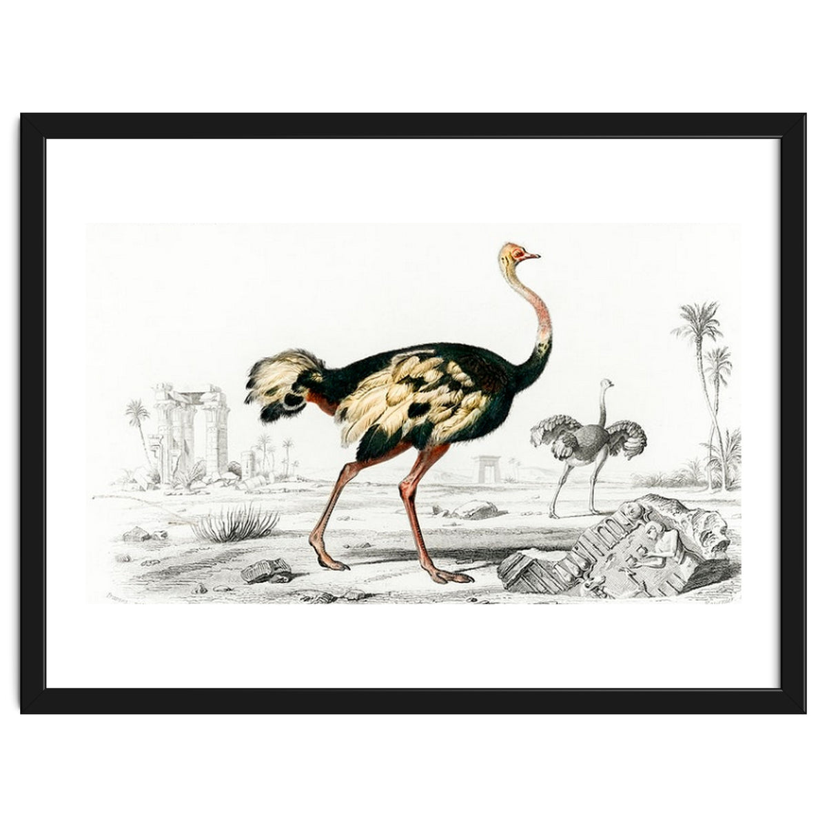 Struthio illustrated