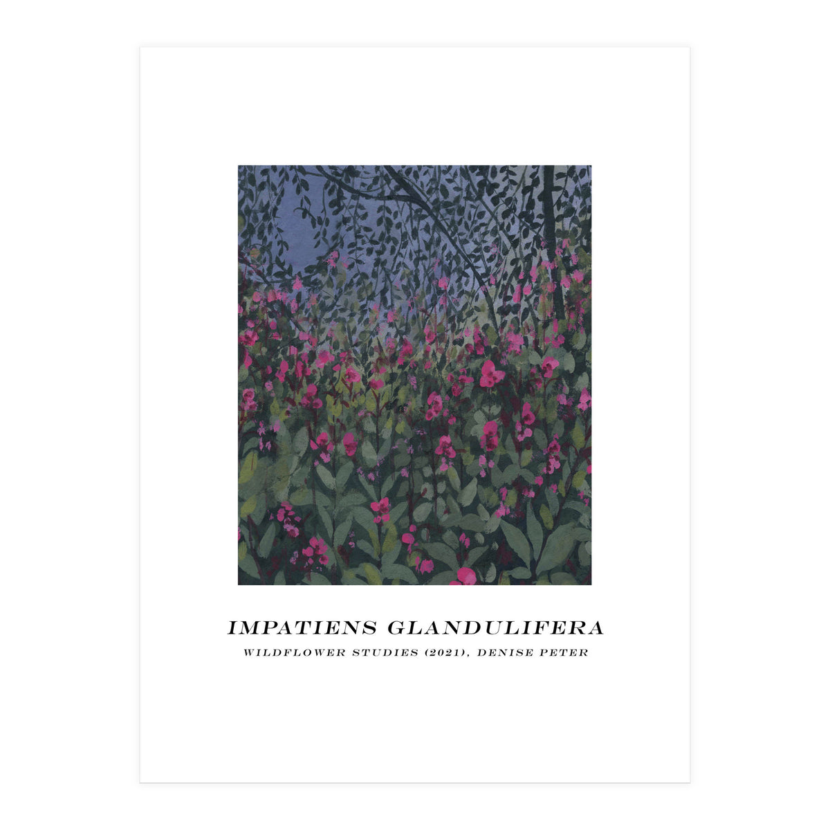 Impatiens Glandulifera (Print Only)