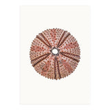 Cc Shell 04 (Print Only) thumbnail