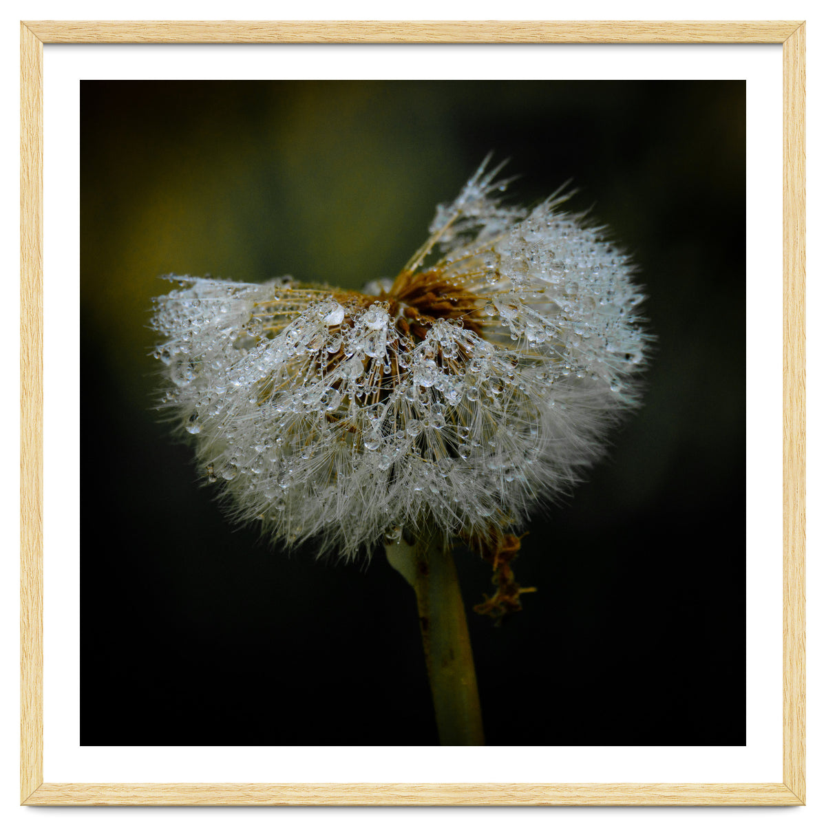 Dandelion with Raindrops