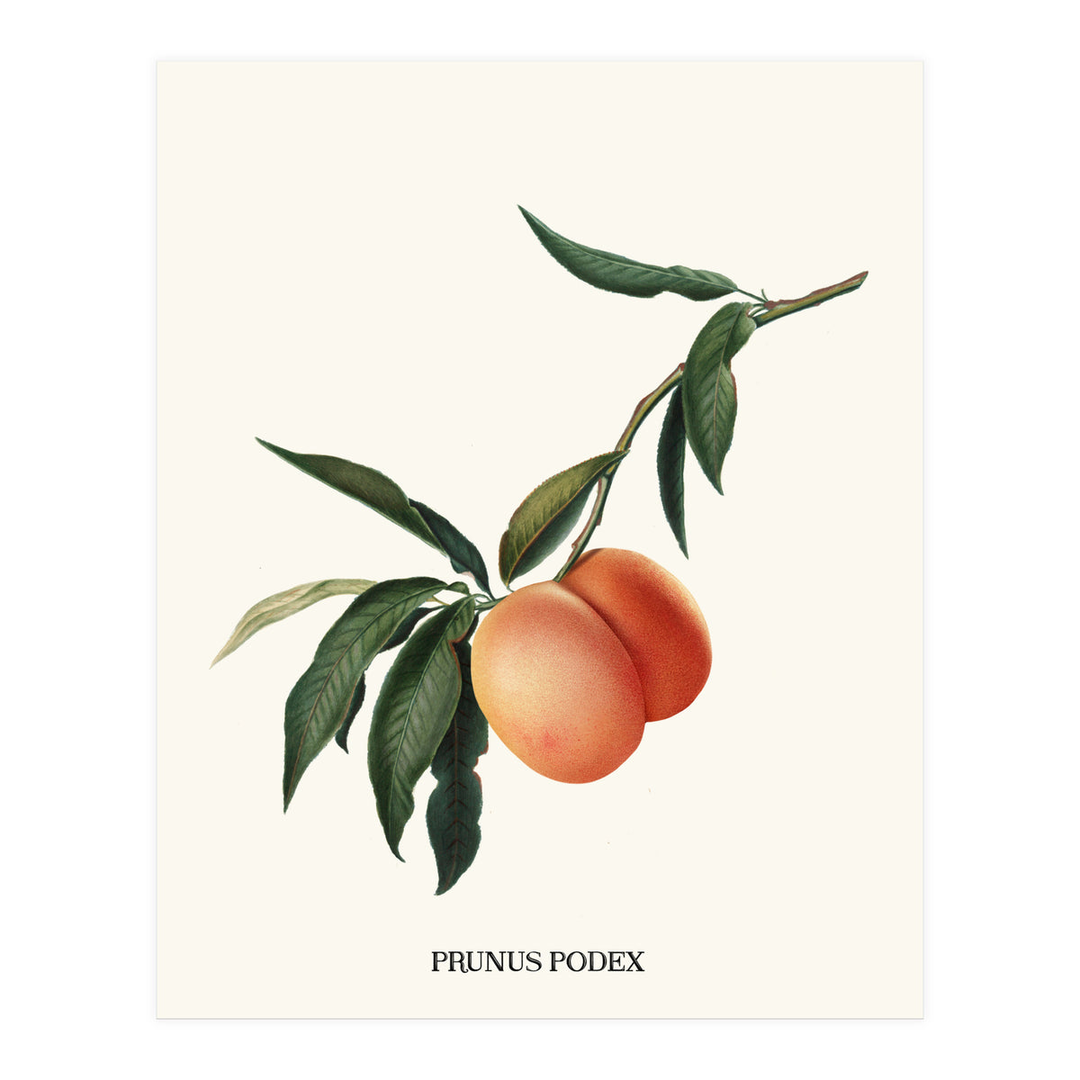 Peachy (Print Only)