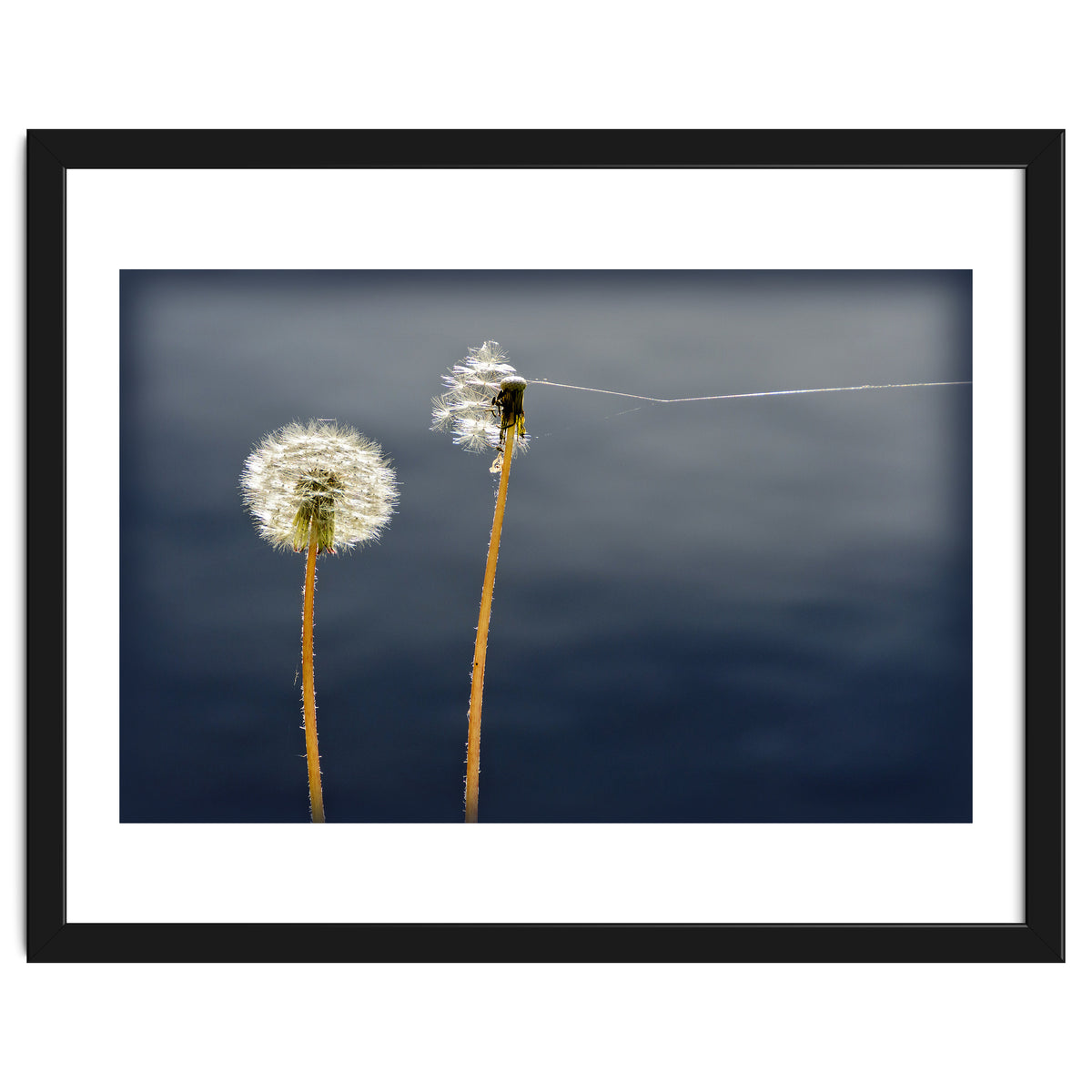 Common dandelions