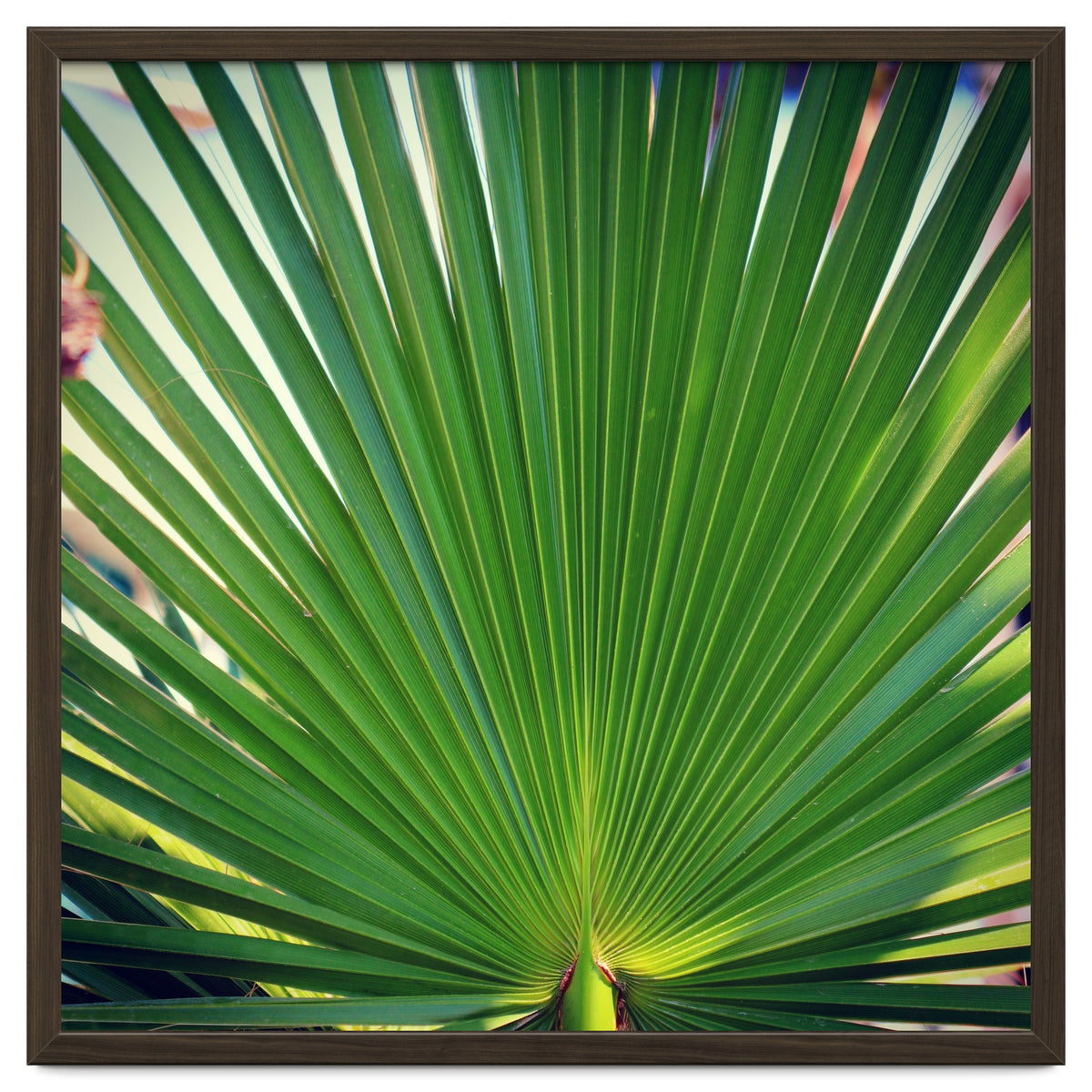 palm leaf