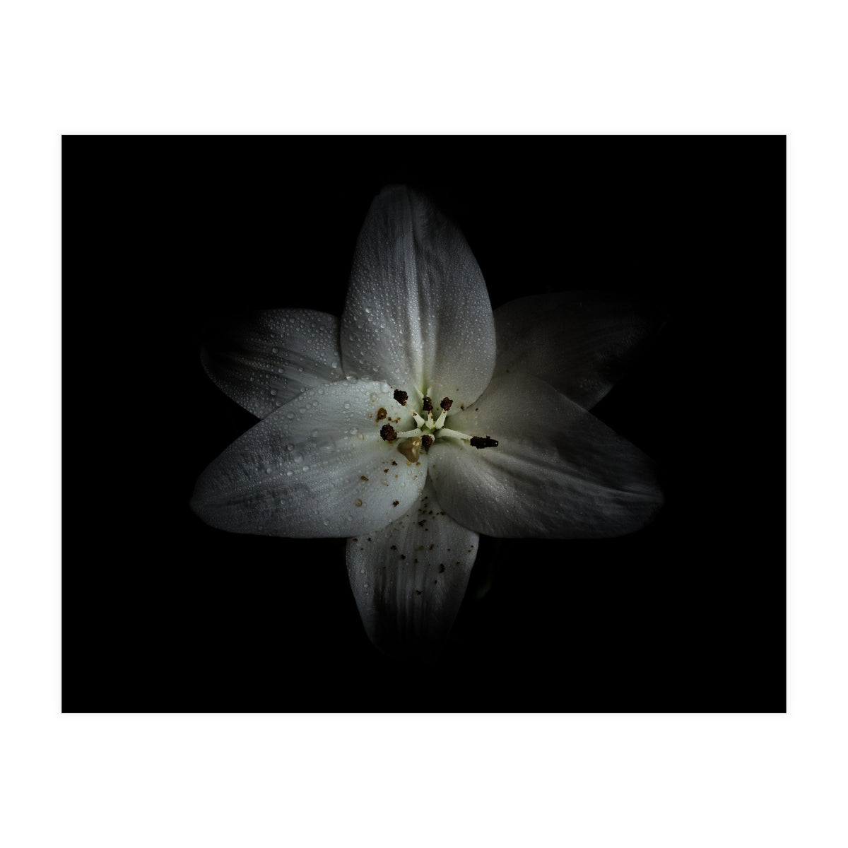 Backyard Flowers No 28 Color Version (Print Only)