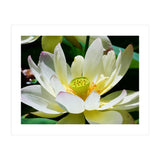 Lotus Flower (Print Only) thumbnail