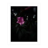 Pinky Flora (Print Only) thumbnail