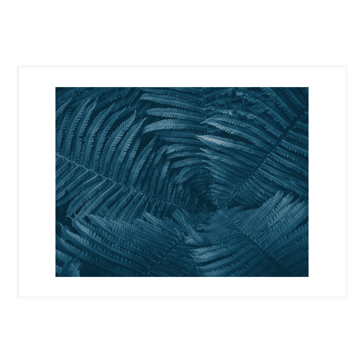 Pteridopsida 4 (Print Only)
