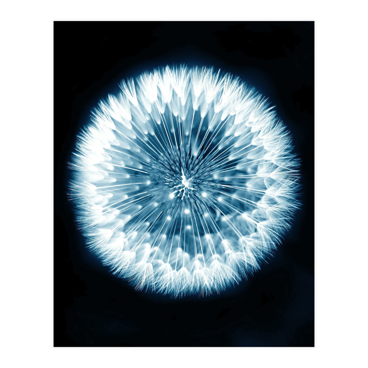 Taraxacum Officinale (Print Only)