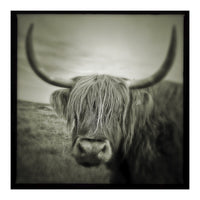 Elgol Cow (Print Only)