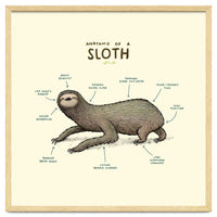 Anatomy Of A Sloth
