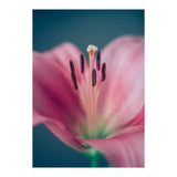 Allure (Print Only) thumbnail