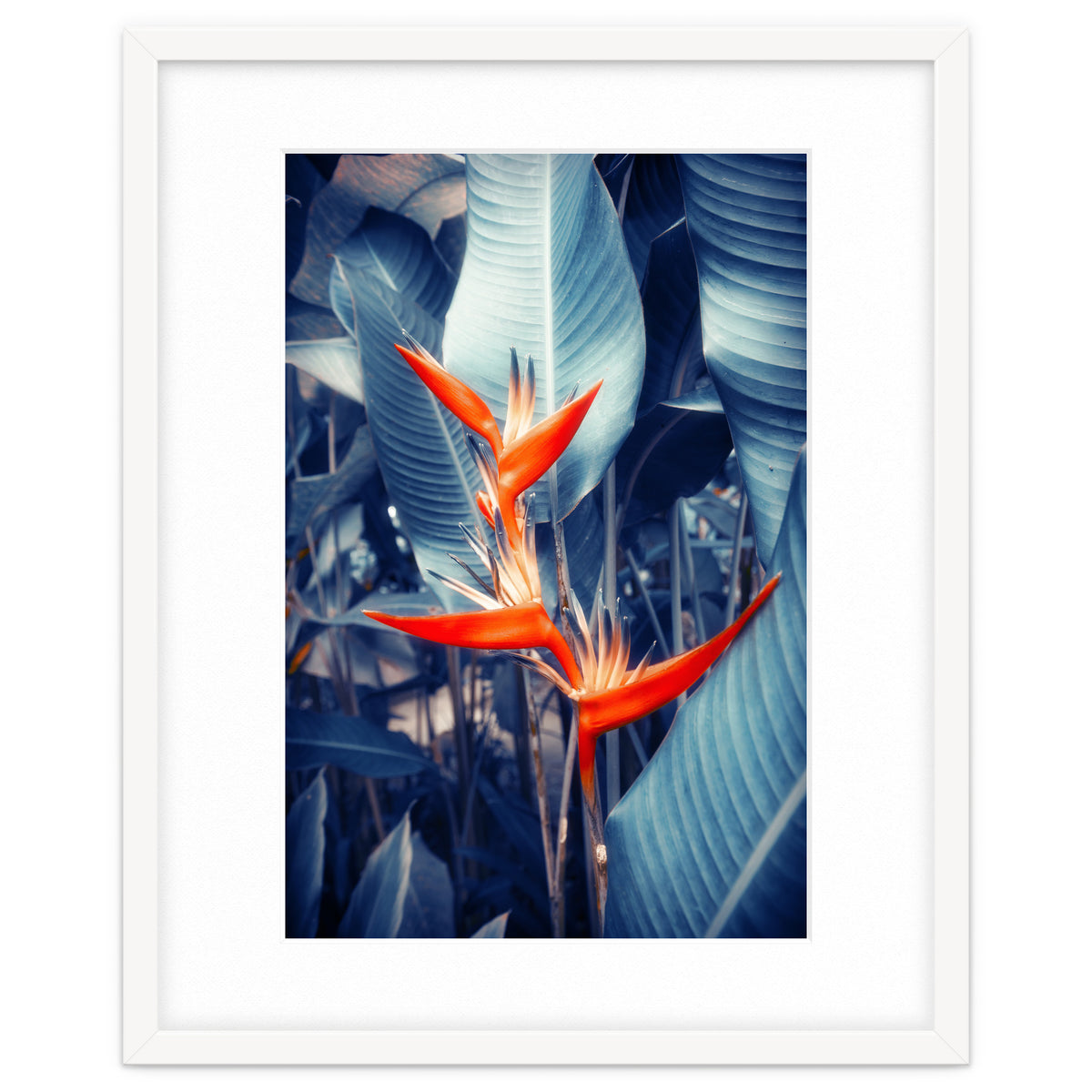 Parakeet Tropical Flower