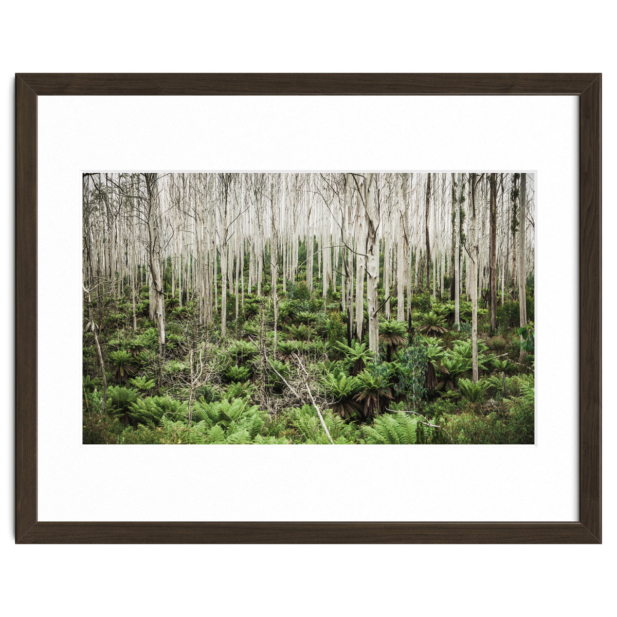 Forest After The Fire