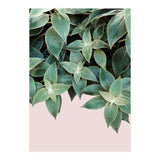 pianta pink (Print Only) thumbnail