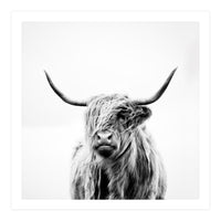 portrait of a highland cow (Print Only)
