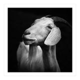 Billy Goat Adam (Print Only) thumbnail