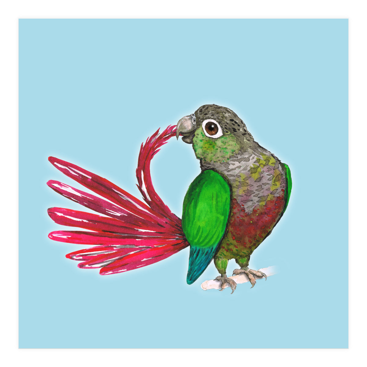 Preening green-cheeked conure (Print Only)