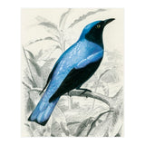Square-tailed drongo illustrated (Print Only) thumbnail