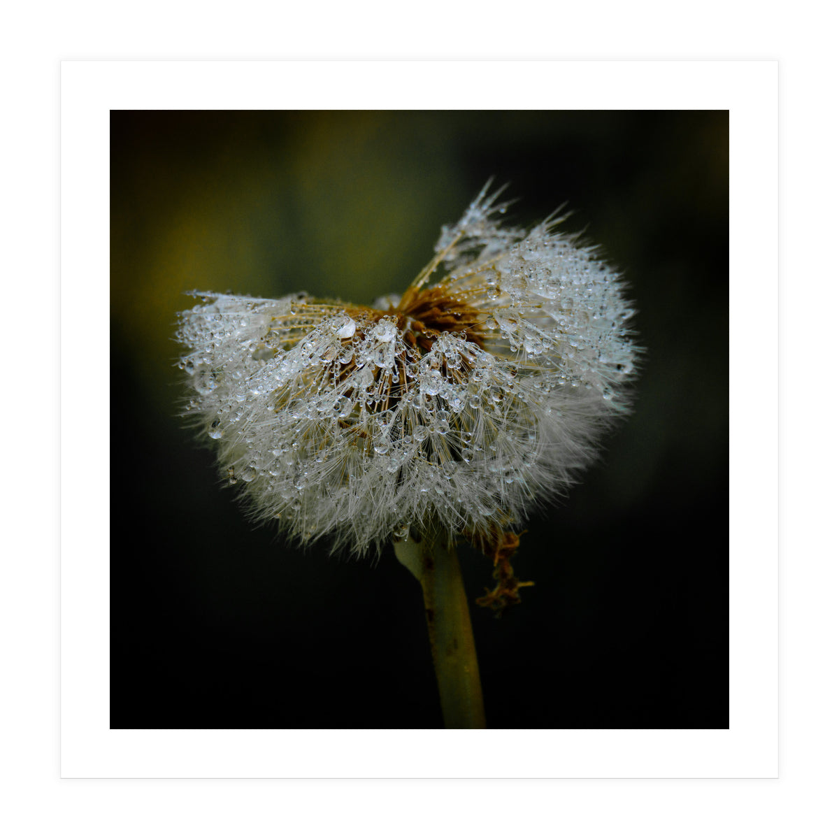 Dandelion with Raindrops (Print Only)