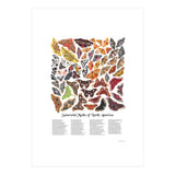 Saturniid Moths of North America (Print Only) thumbnail