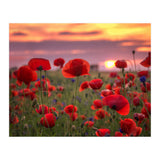 Poppies at Evening (Print Only) thumbnail