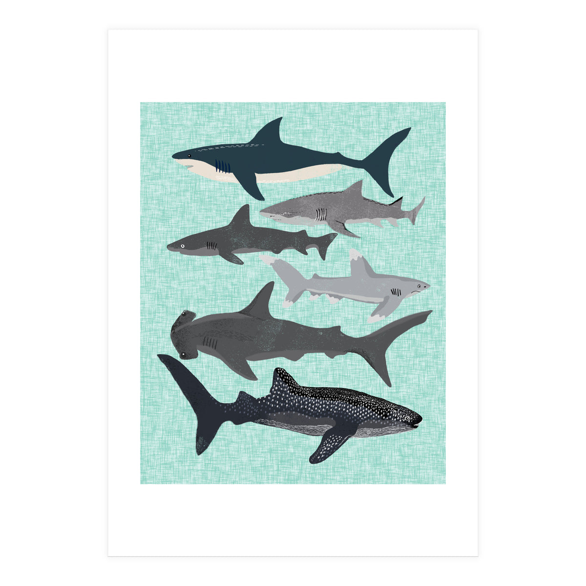Sharks (Print Only)