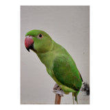 Beautiful Indian Parakeet (Print Only) thumbnail
