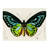 Green birdwing illustrated (Print Only) thumbnail