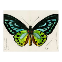 Green birdwing illustrated (Print Only)