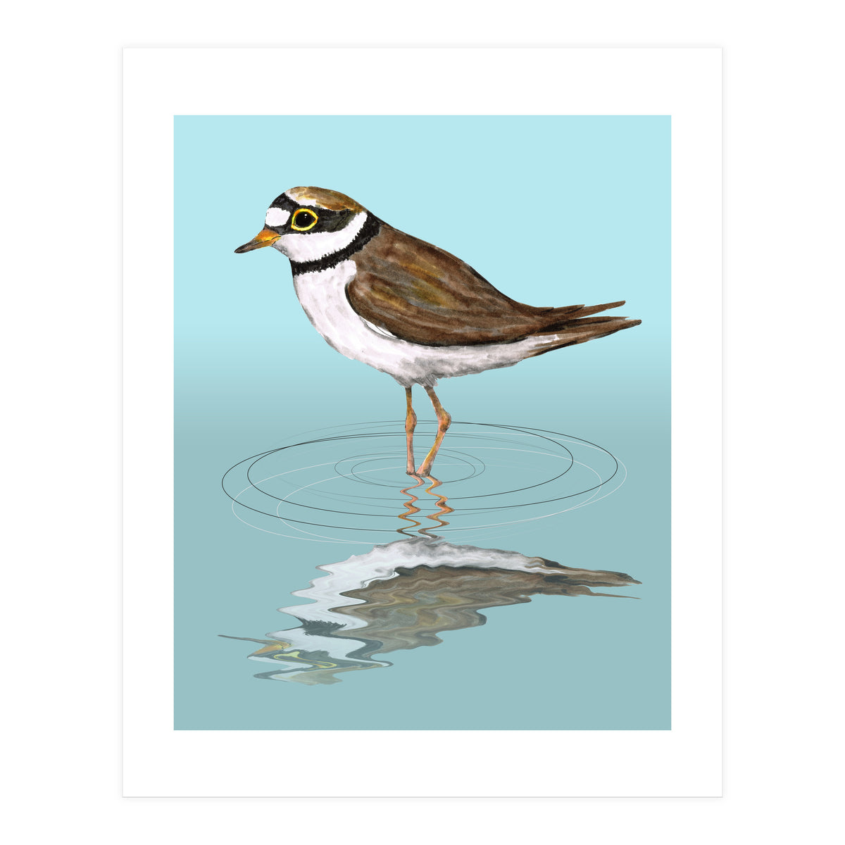 Little ringed  plover (Print Only)
