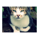 Photogenic Cat (Print Only) thumbnail
