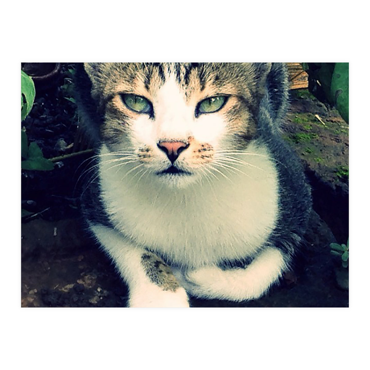 Photogenic Cat (Print Only)