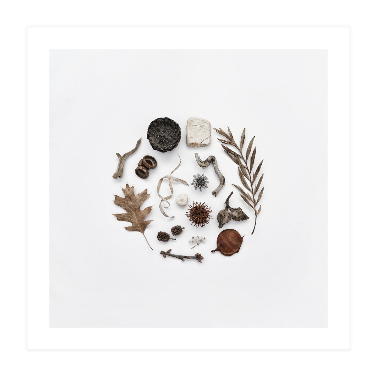 Treasures From Nature No. 2 - Square (Print Only)