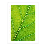 Autumn Leaf (Print Only) thumbnail