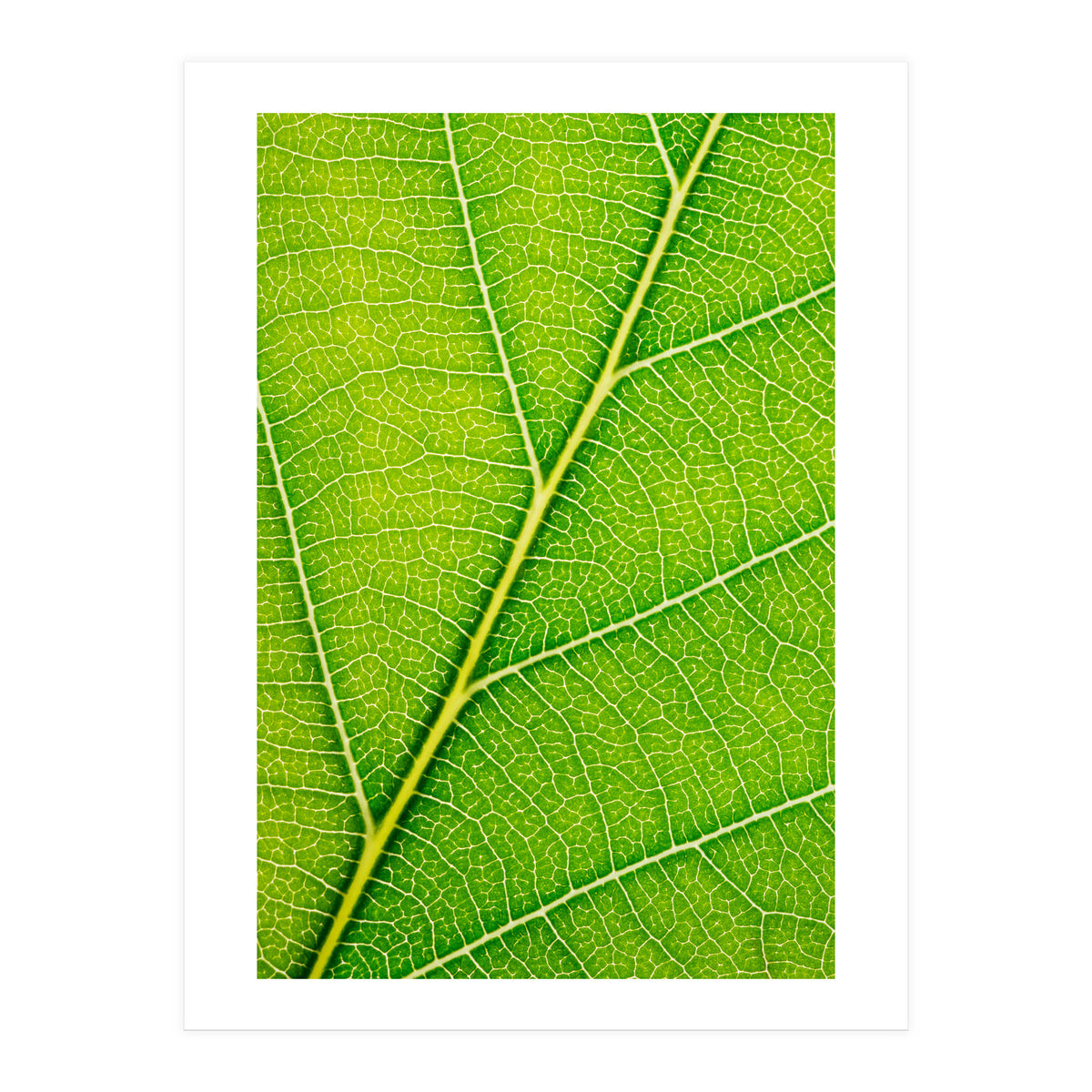 Autumn Leaf (Print Only)