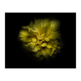 Backyard Flowers No 41 Color Version (Print Only) thumbnail