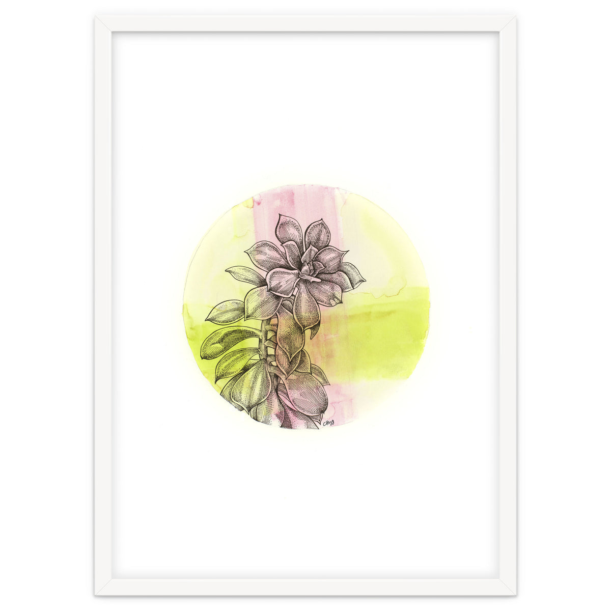 Succulent On Pink And Green