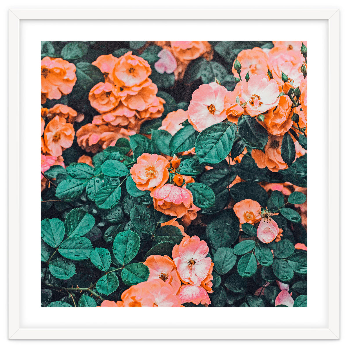 Vintage Blossom Ii