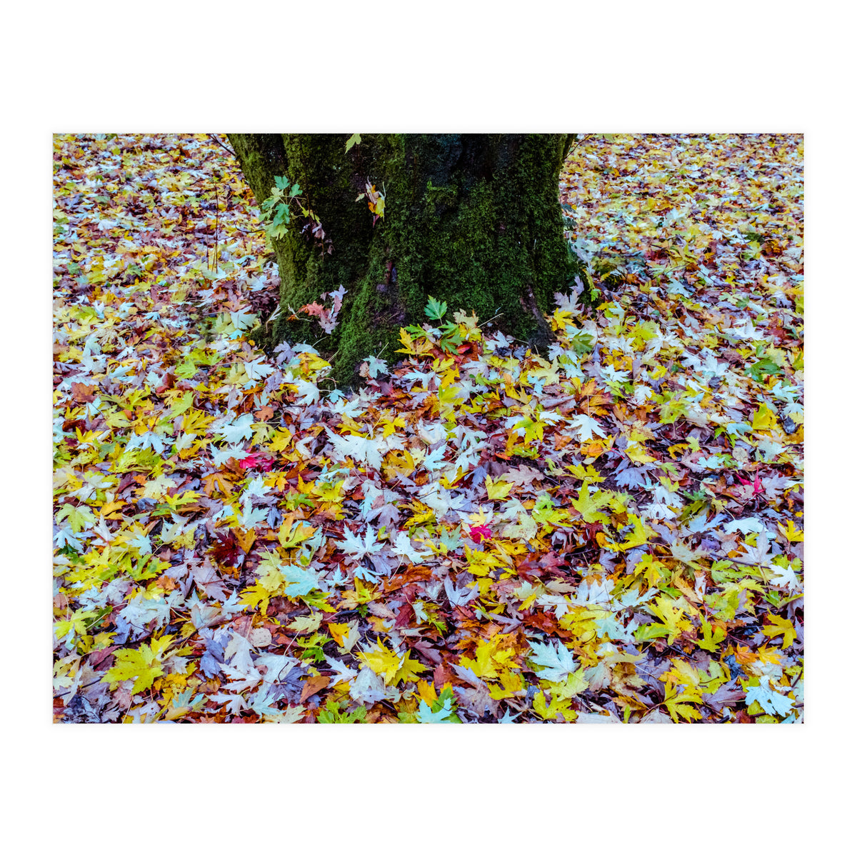 Autumn Leaves (Print Only)