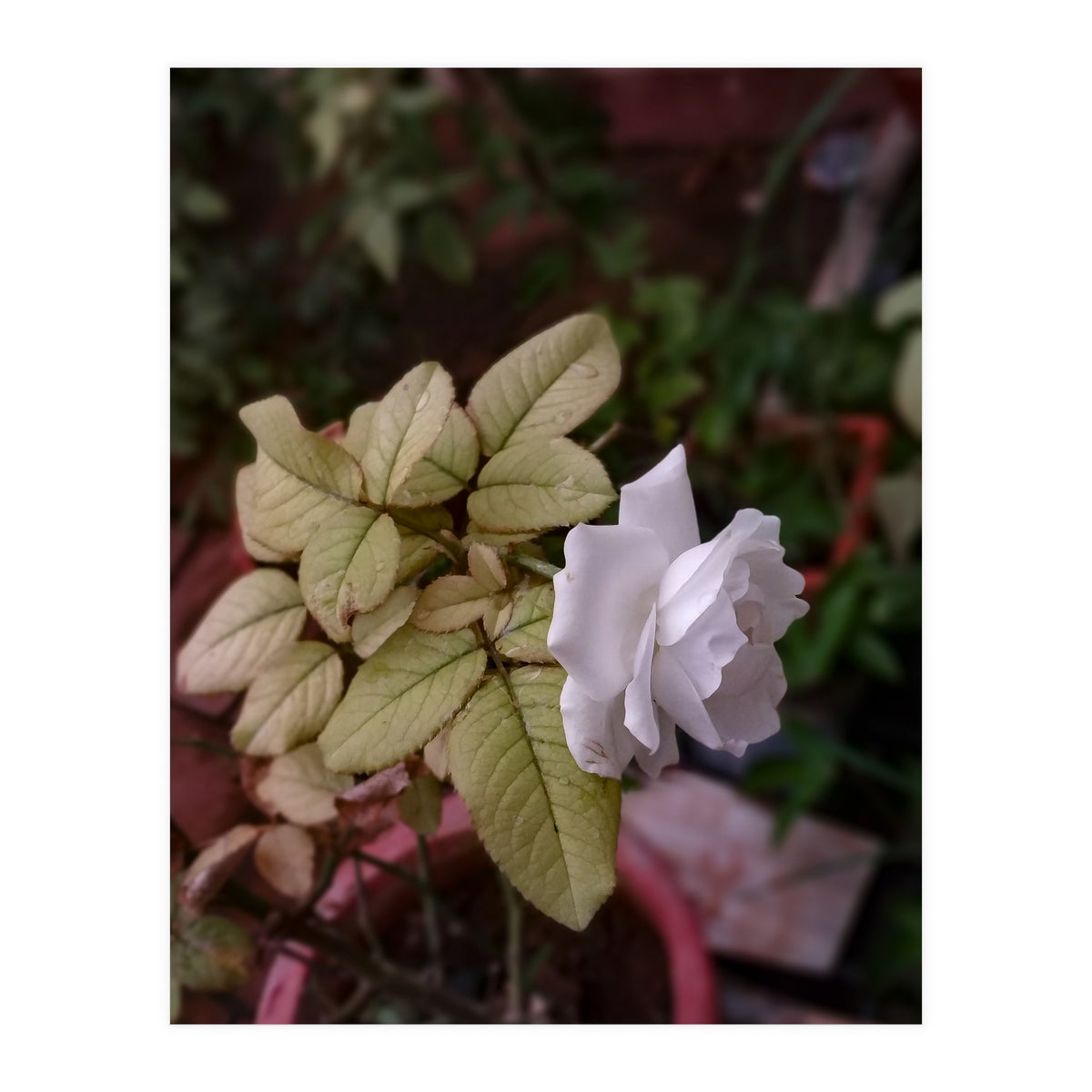 White Rose Garden (Print Only)