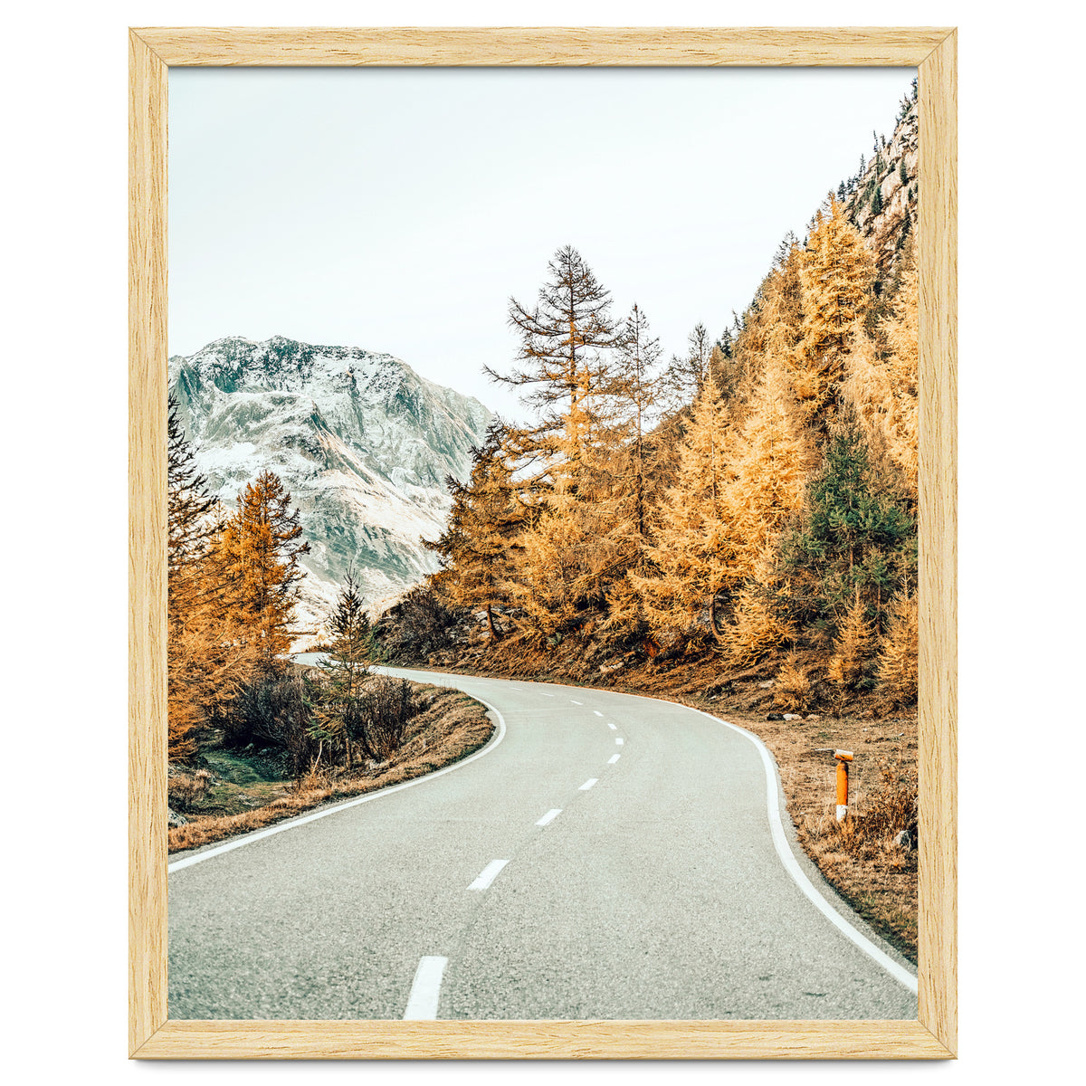 Snow and Golden Pine