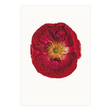 Cc Poppy 03 (Print Only) thumbnail