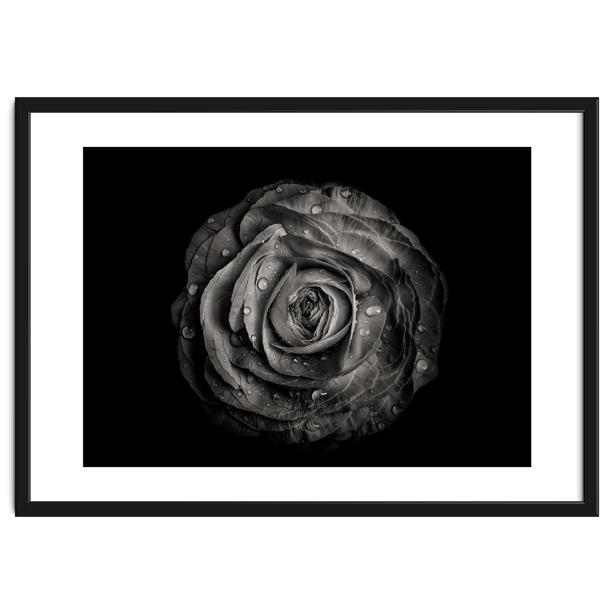 Backyard Flowers In Black And White 72