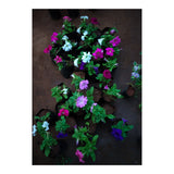 Beautiful Flower Garden (Print Only) thumbnail