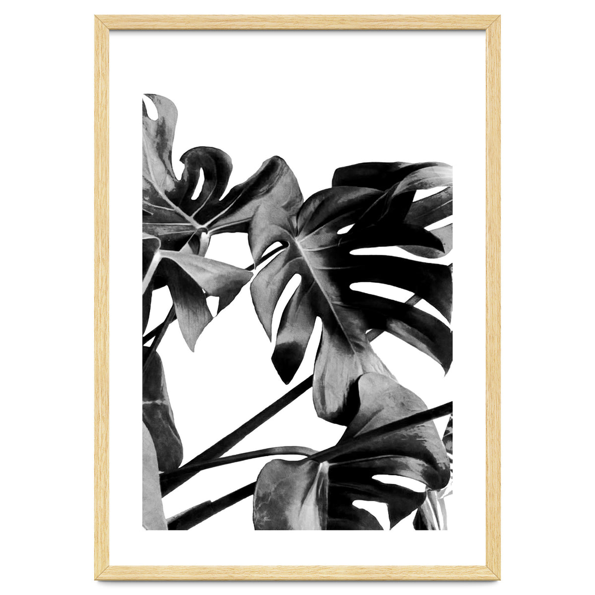 Monstera Black And White 06