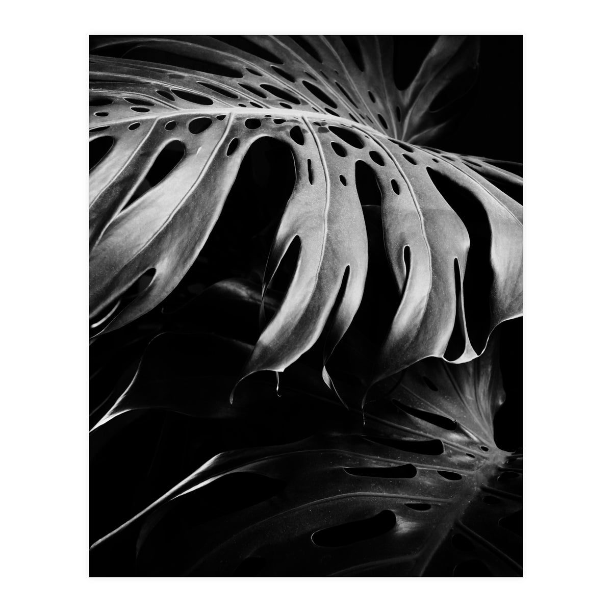 monstera nature (Print Only)